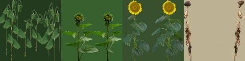 Sunflower Textures