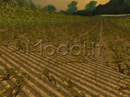 foliage maize diffuse 