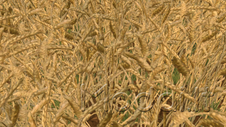 Wheat Barley By-Coufy