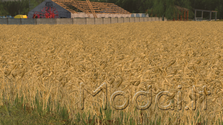 Wheat Barley By-Coufy